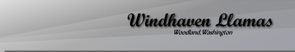 Windhaven Llamas