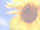 flower 1