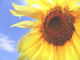 flower 3