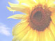 flower 2