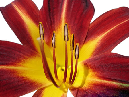 A Flower for You