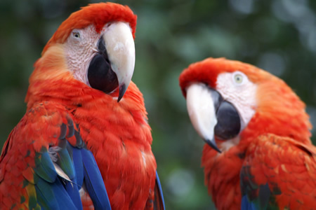 Parrot
