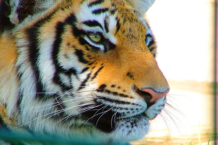 Majestic Tiger