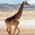 Giraffes Running